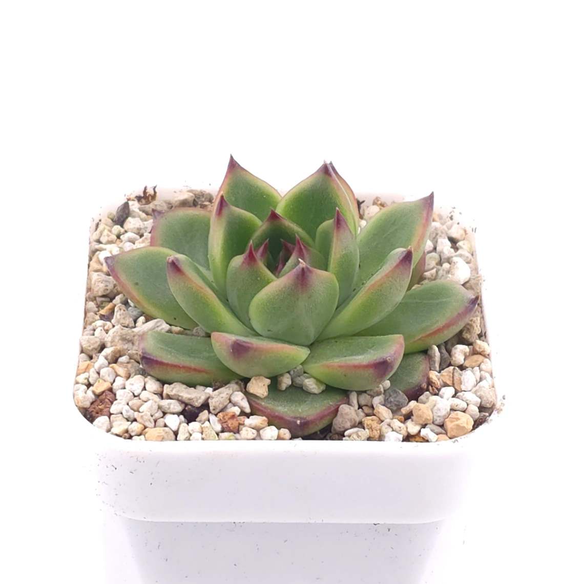 Echeveria agavoides spp. | 冬雲雜 thumbnail 2