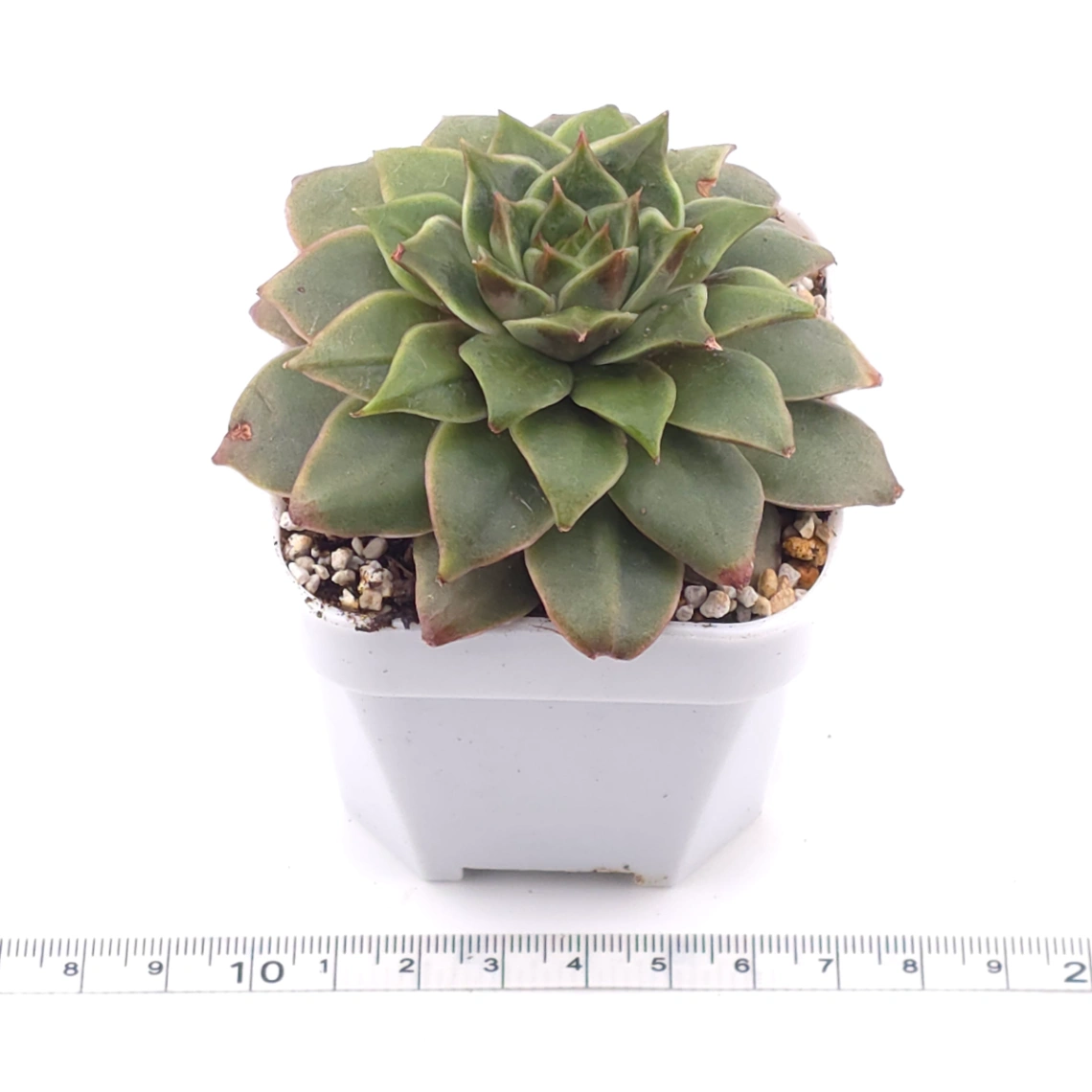Echeveria agavoides spp. | 冬雲雜 thumbnail 3