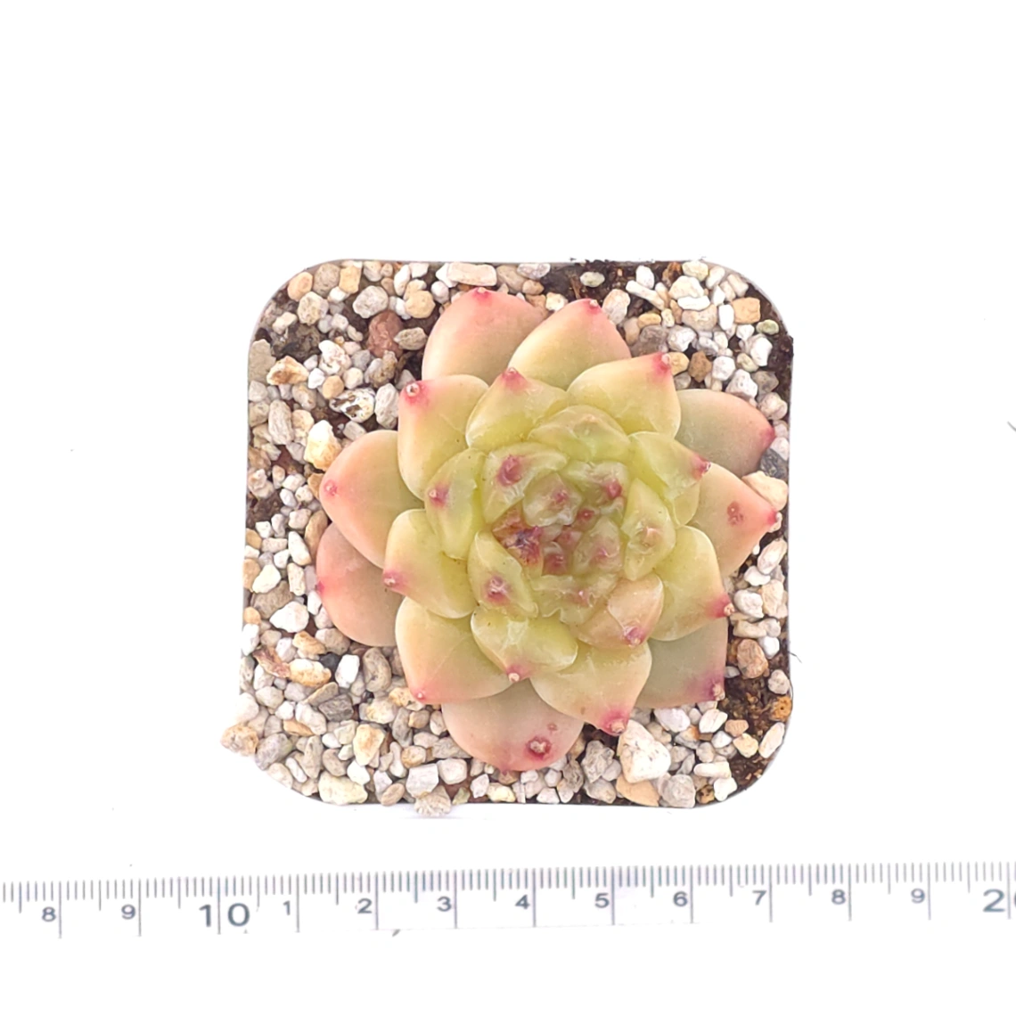 Echeveria 'Apis' | 蜜蜂 thumbnail 4