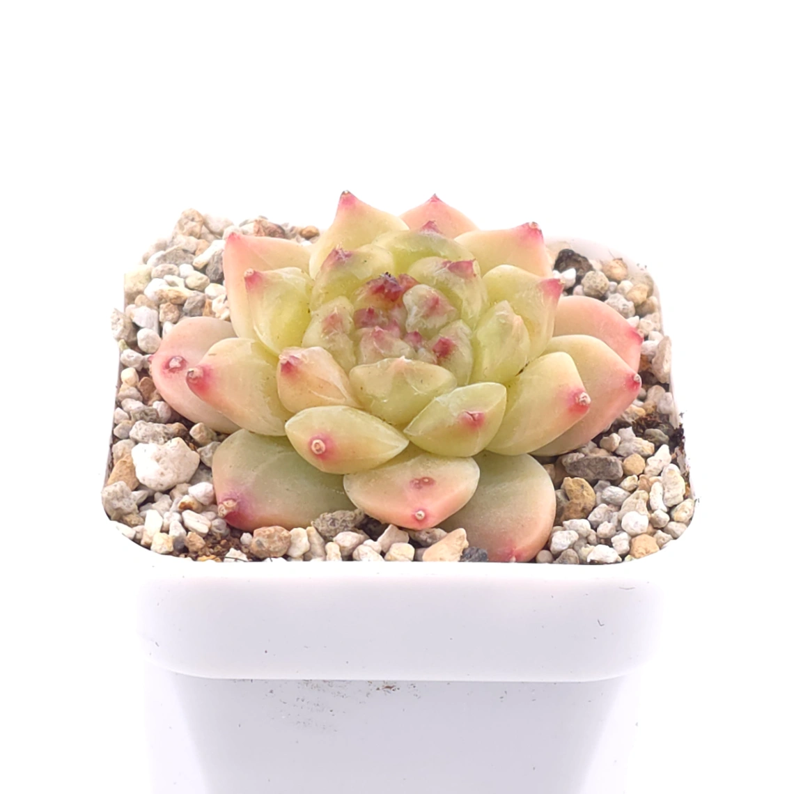 Echeveria 'Apis' | 蜜蜂 thumbnail 2