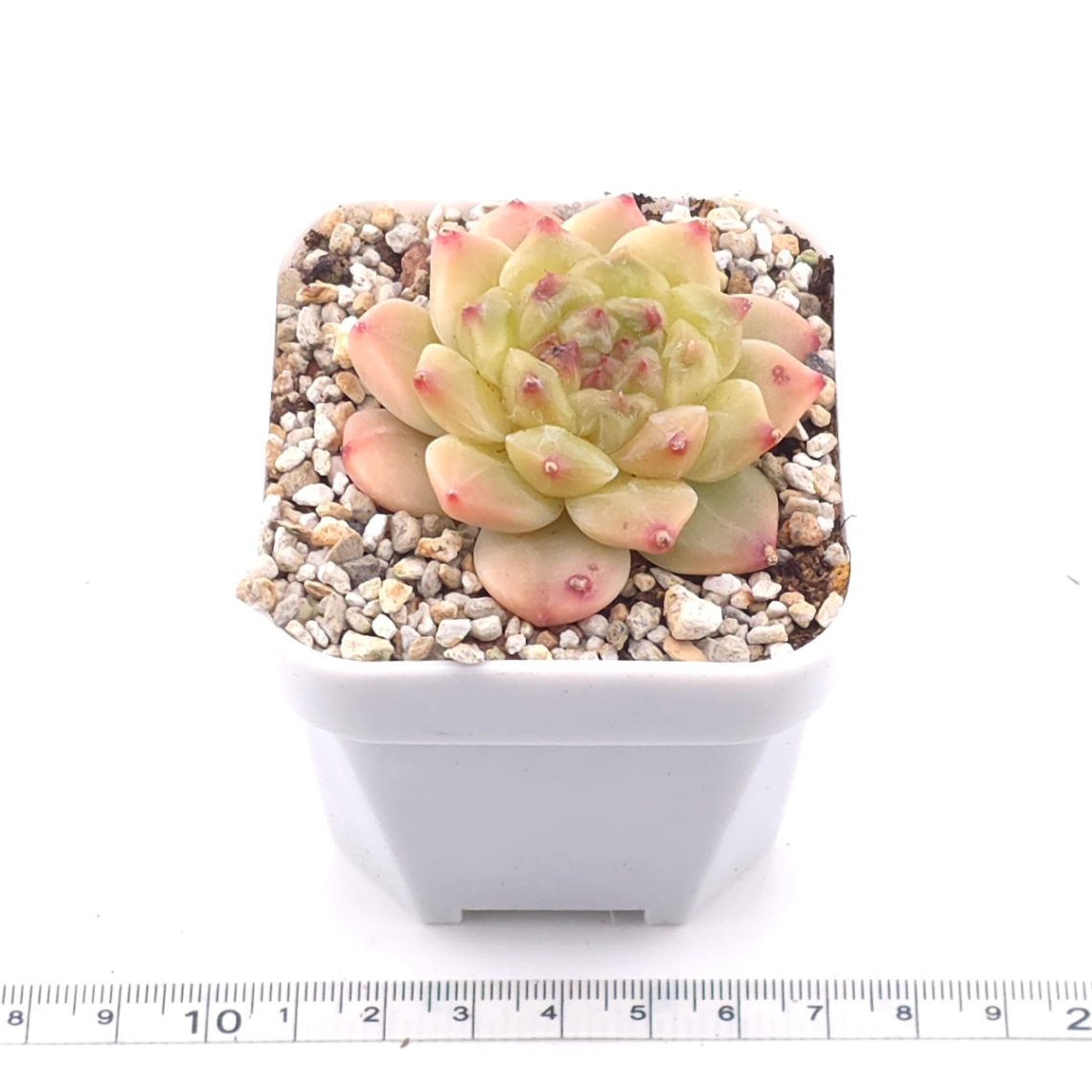 Echeveria 'Apis' | 蜜蜂 thumbnail 3