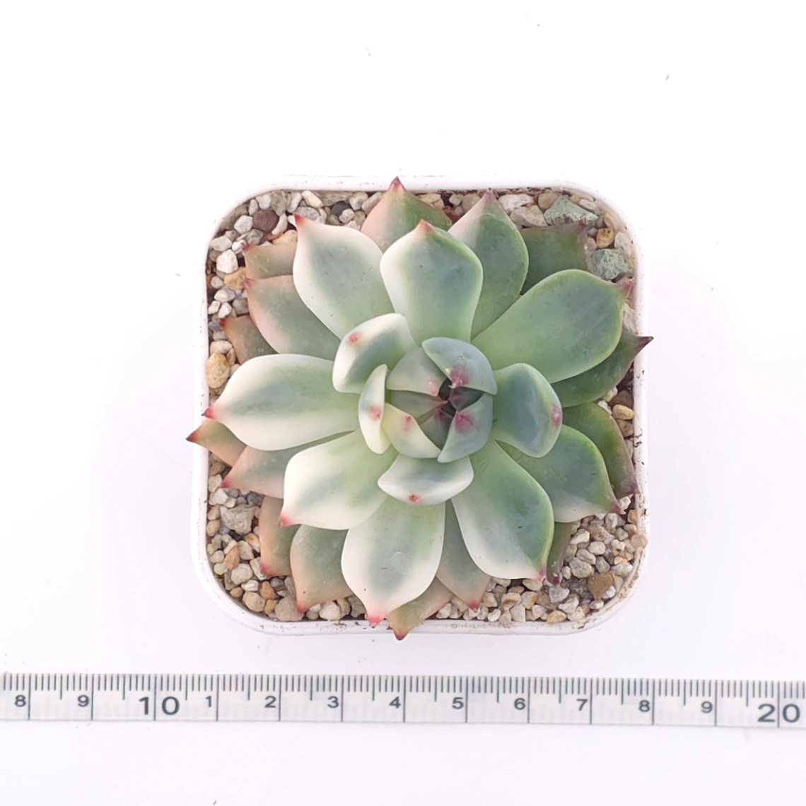 Echeveria chihuahuaensis variegated | 吉娃娃錦 thumbnail 4