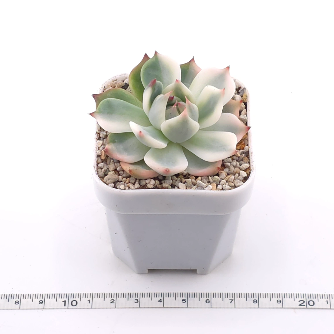 Echeveria chihuahuaensis variegated | 吉娃娃錦 thumbnail 3