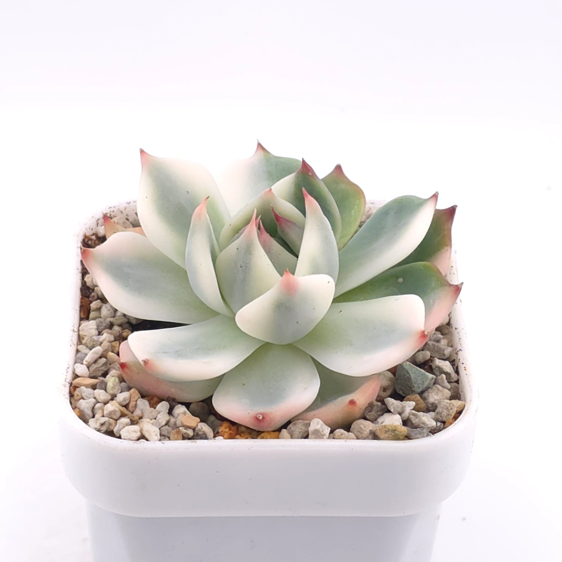 Echeveria chihuahuaensis variegated | 吉娃娃錦 thumbnail 2