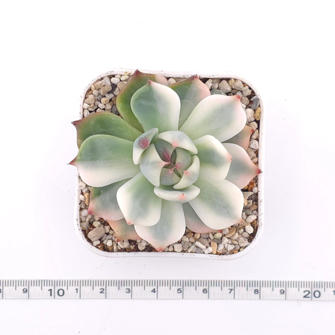 Echeveria chihuahuaensis variegated | 吉娃娃錦 thumbnail 4