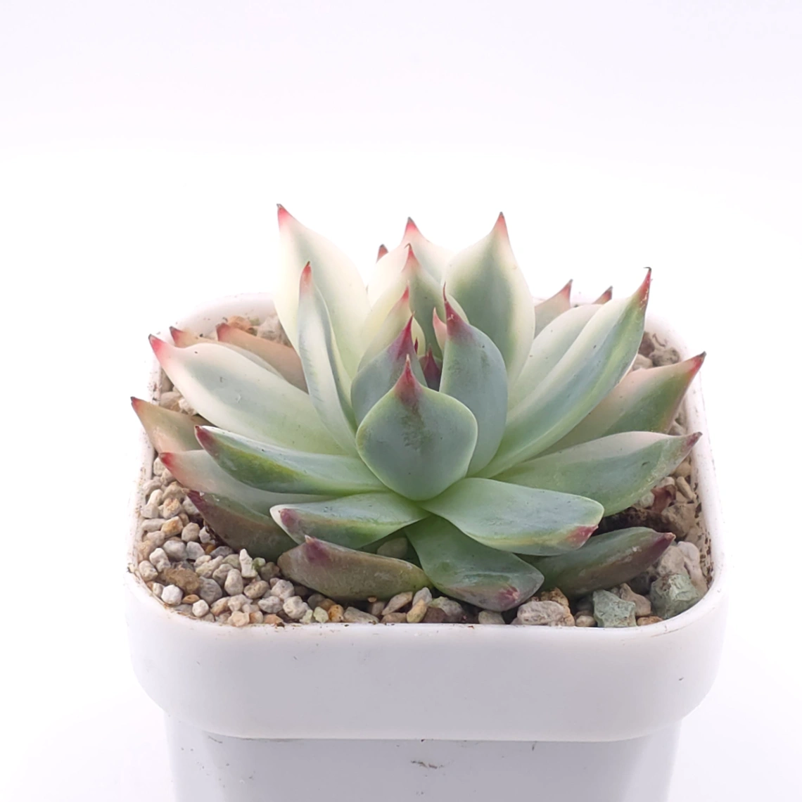 Echeveria chihuahuaensis variegated | 吉娃娃錦 thumbnail 2