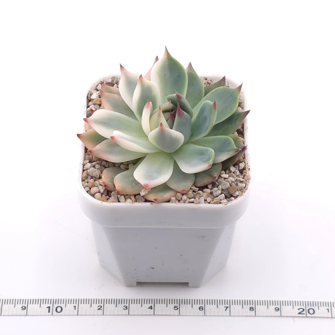Echeveria chihuahuaensis variegated | 吉娃娃錦 thumbnail 3