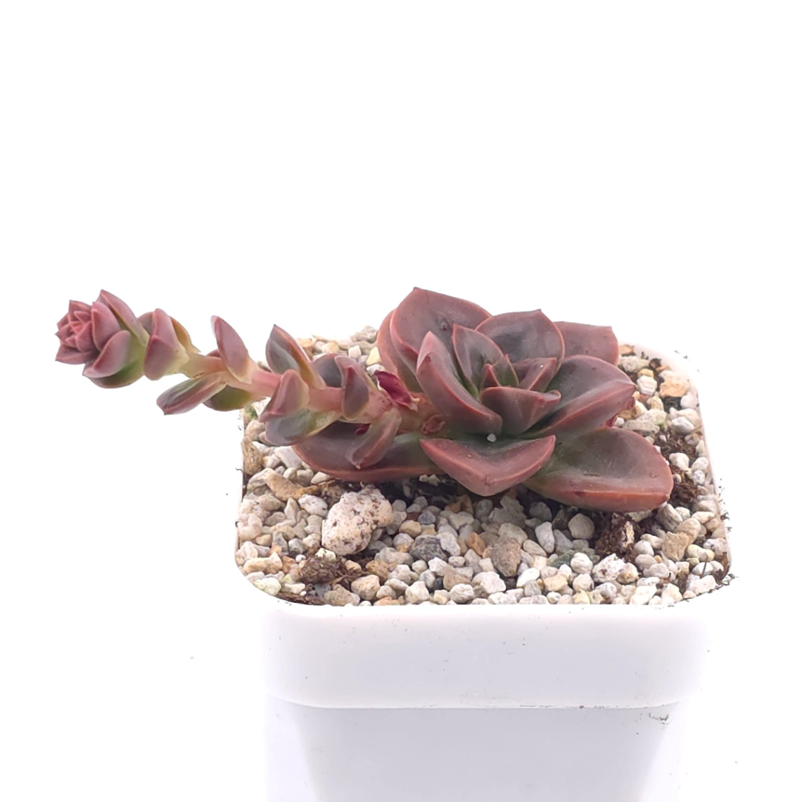 Echeveria ‘Chocolate Rose’ | 巧克力玫瑰 thumbnail 2