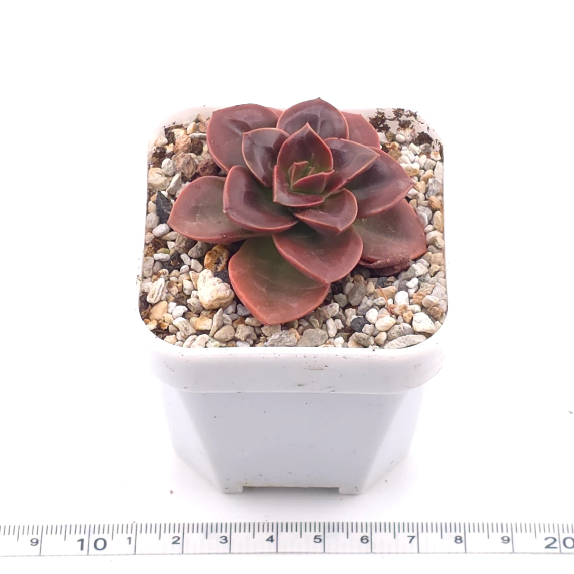 Echeveria ‘Chocolate Rose’ | 巧克力玫瑰 thumbnail 3