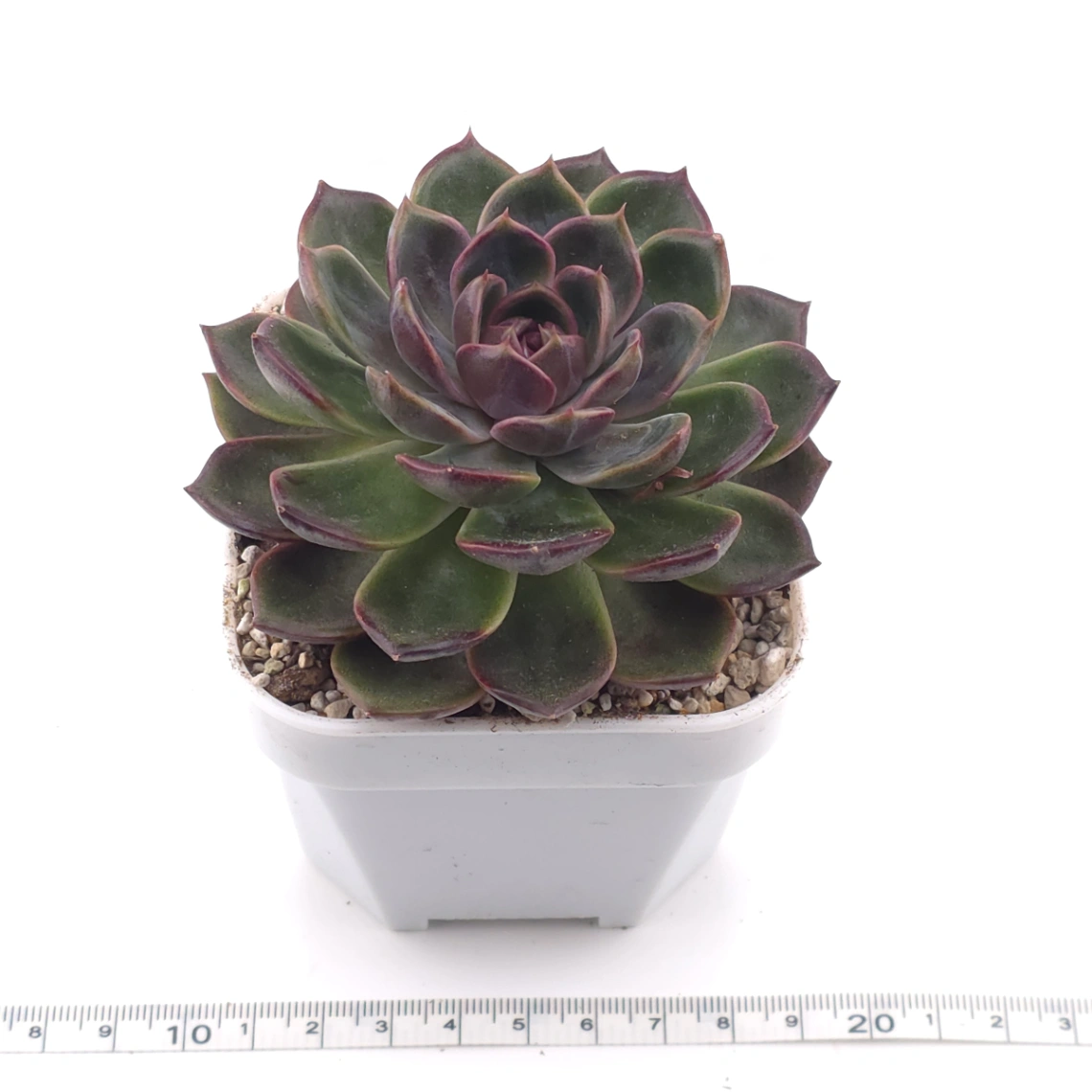 Echeveria ‘Chocolate Rose’ | 巧克力玫瑰 thumbnail 3