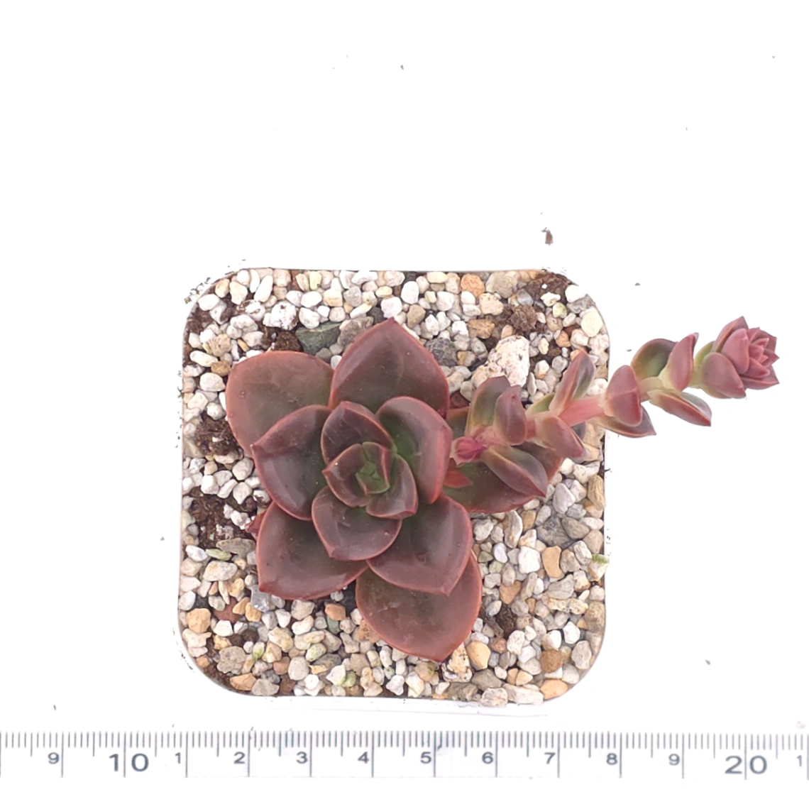 Echeveria ‘Chocolate Rose’ | 巧克力玫瑰 thumbnail 4