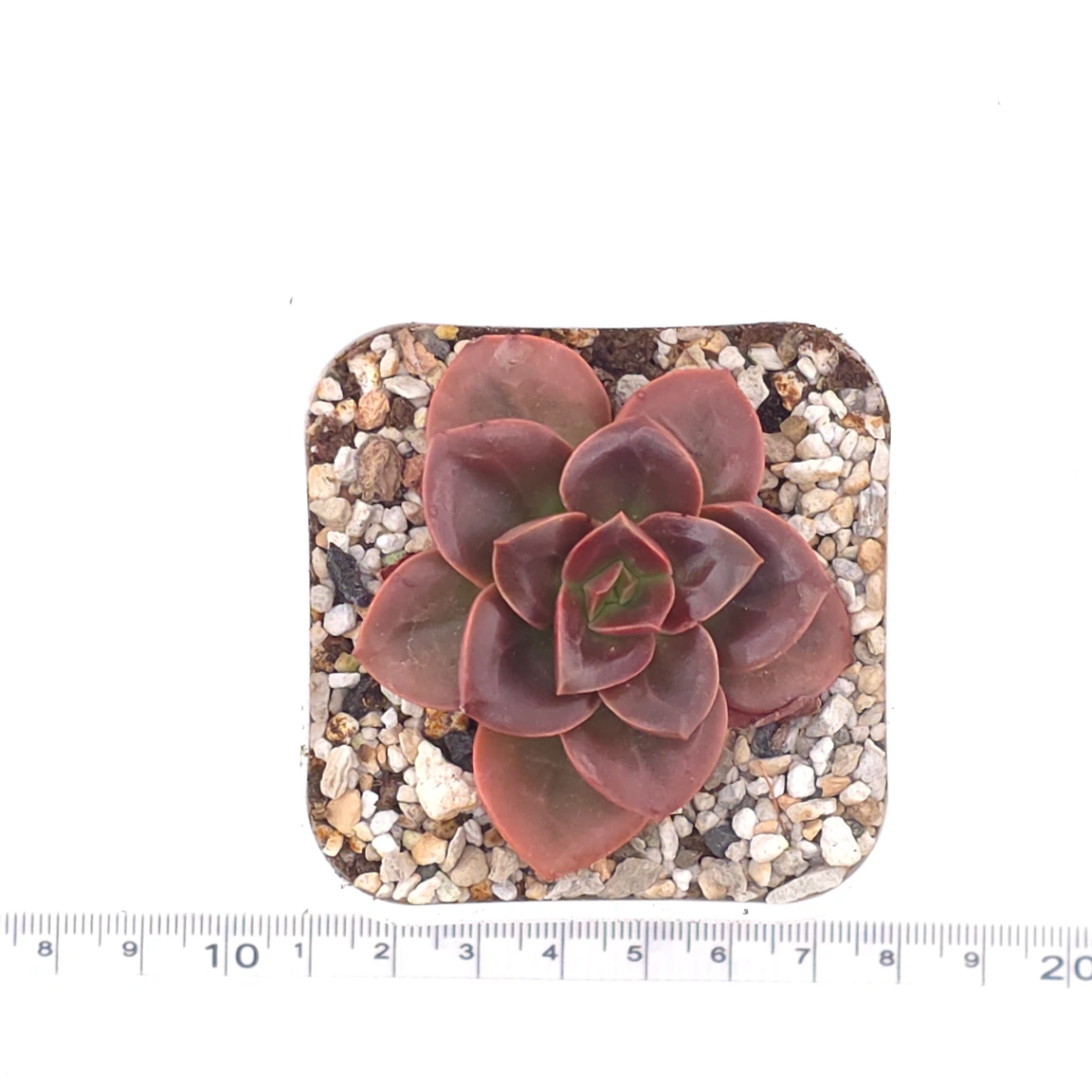 Echeveria ‘Chocolate Rose’ | 巧克力玫瑰 thumbnail 4