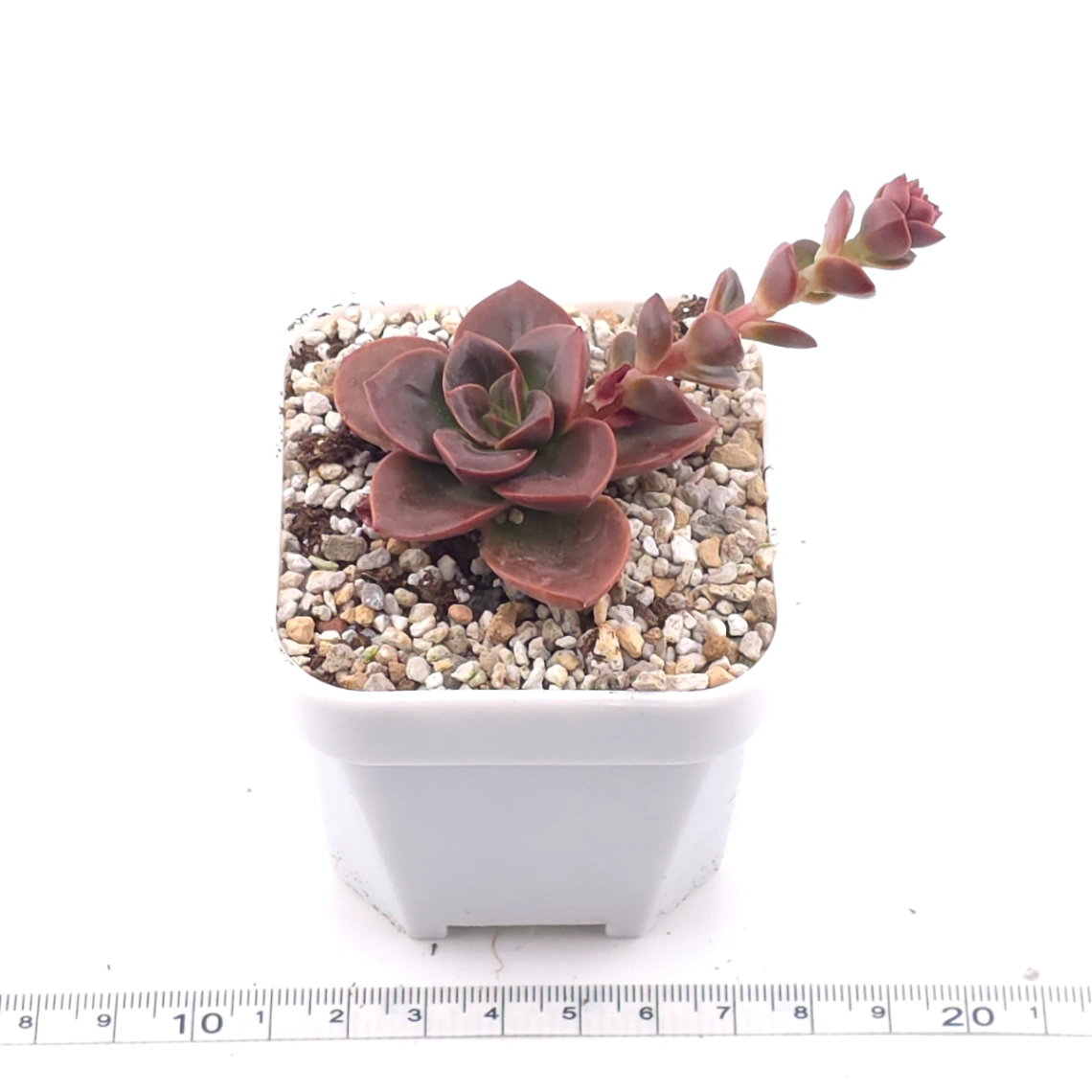 Echeveria ‘Chocolate Rose’ | 巧克力玫瑰 thumbnail 3