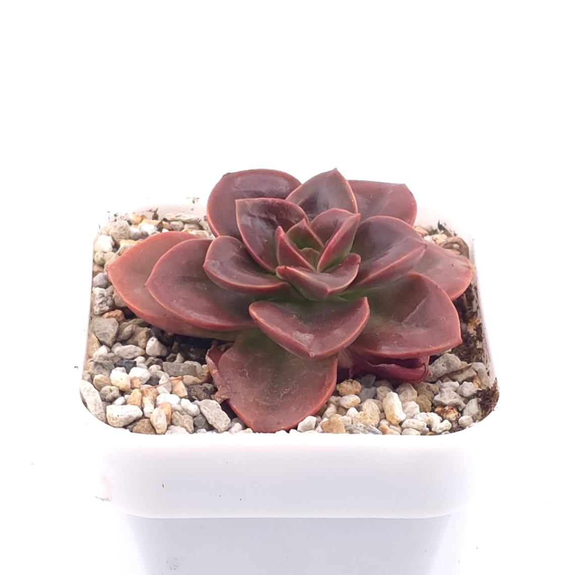 Echeveria ‘Chocolate Rose’ | 巧克力玫瑰 thumbnail 2