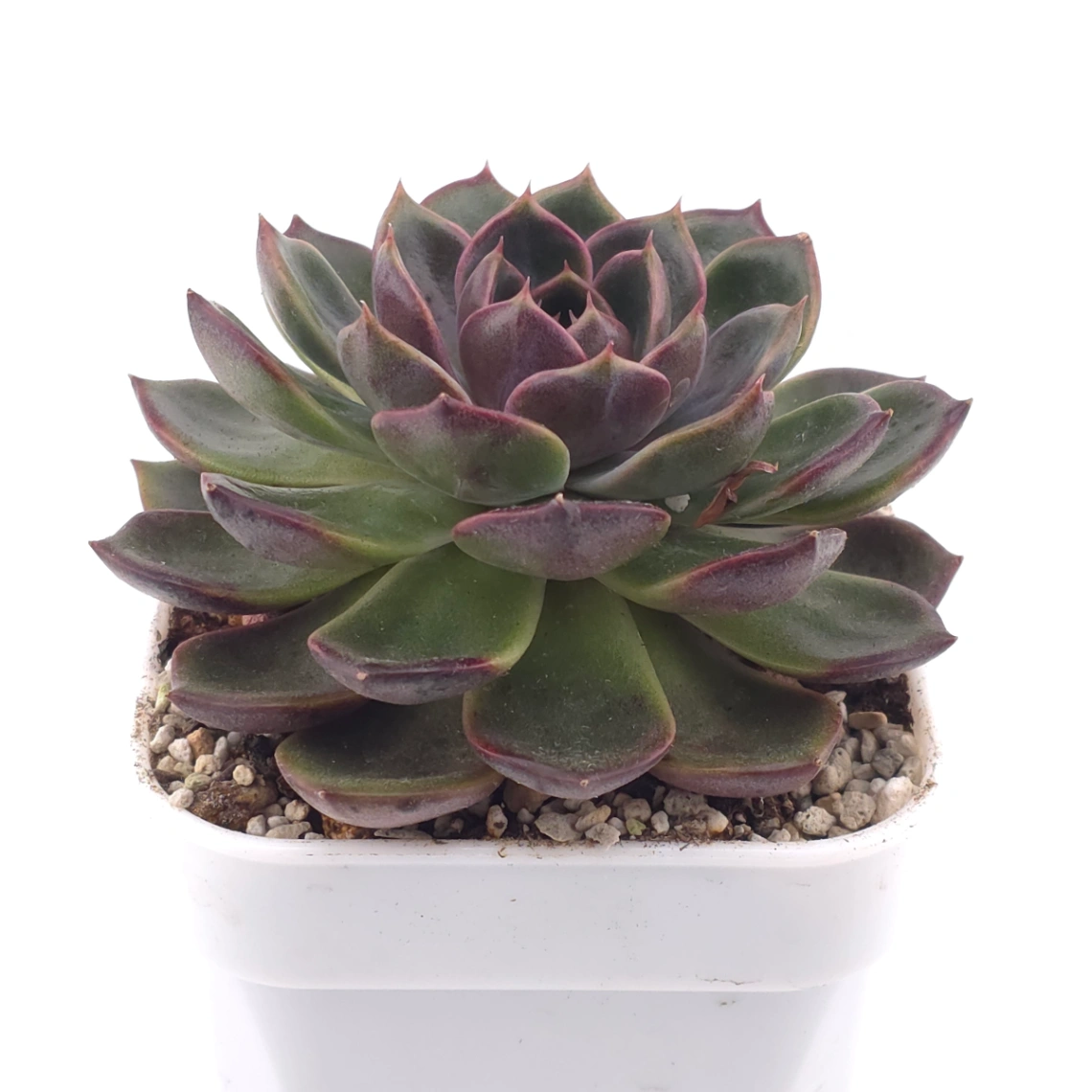 Echeveria ‘Chocolate Rose’ | 巧克力玫瑰 thumbnail 2
