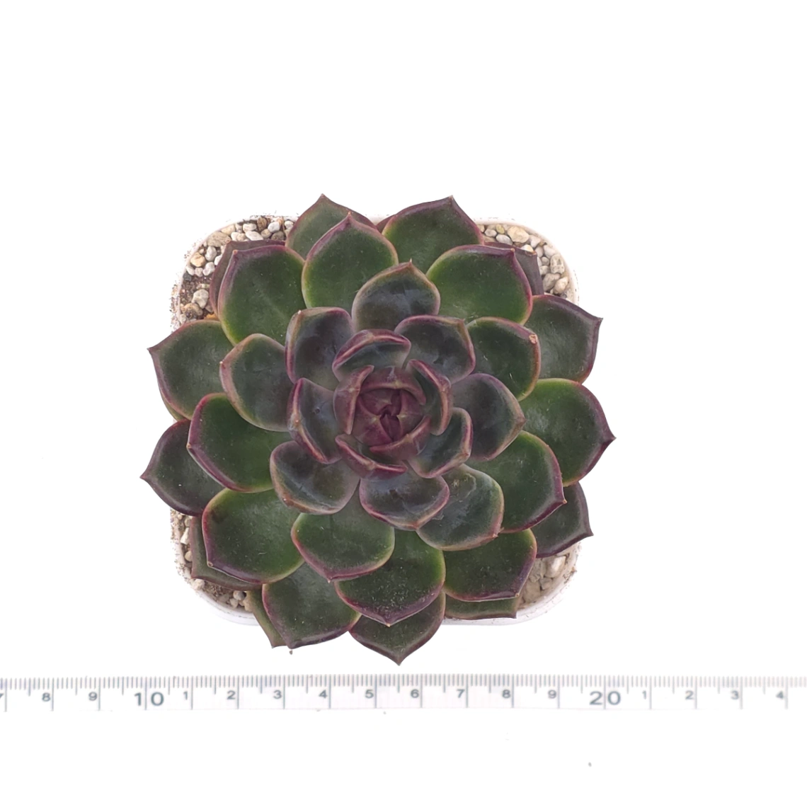 Echeveria ‘Chocolate Rose’ | 巧克力玫瑰 thumbnail 4