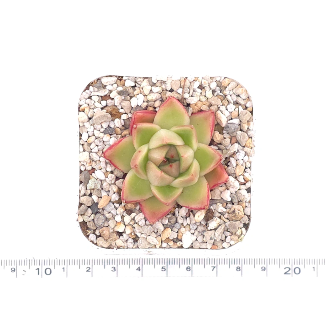 Echeveria ‘ Diamond Jenny’ | 鑽石珍妮 thumbnail 4
