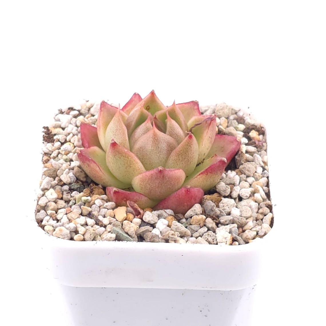 Echeveria ‘ Diamond Jenny’ | 鑽石珍妮 thumbnail 2