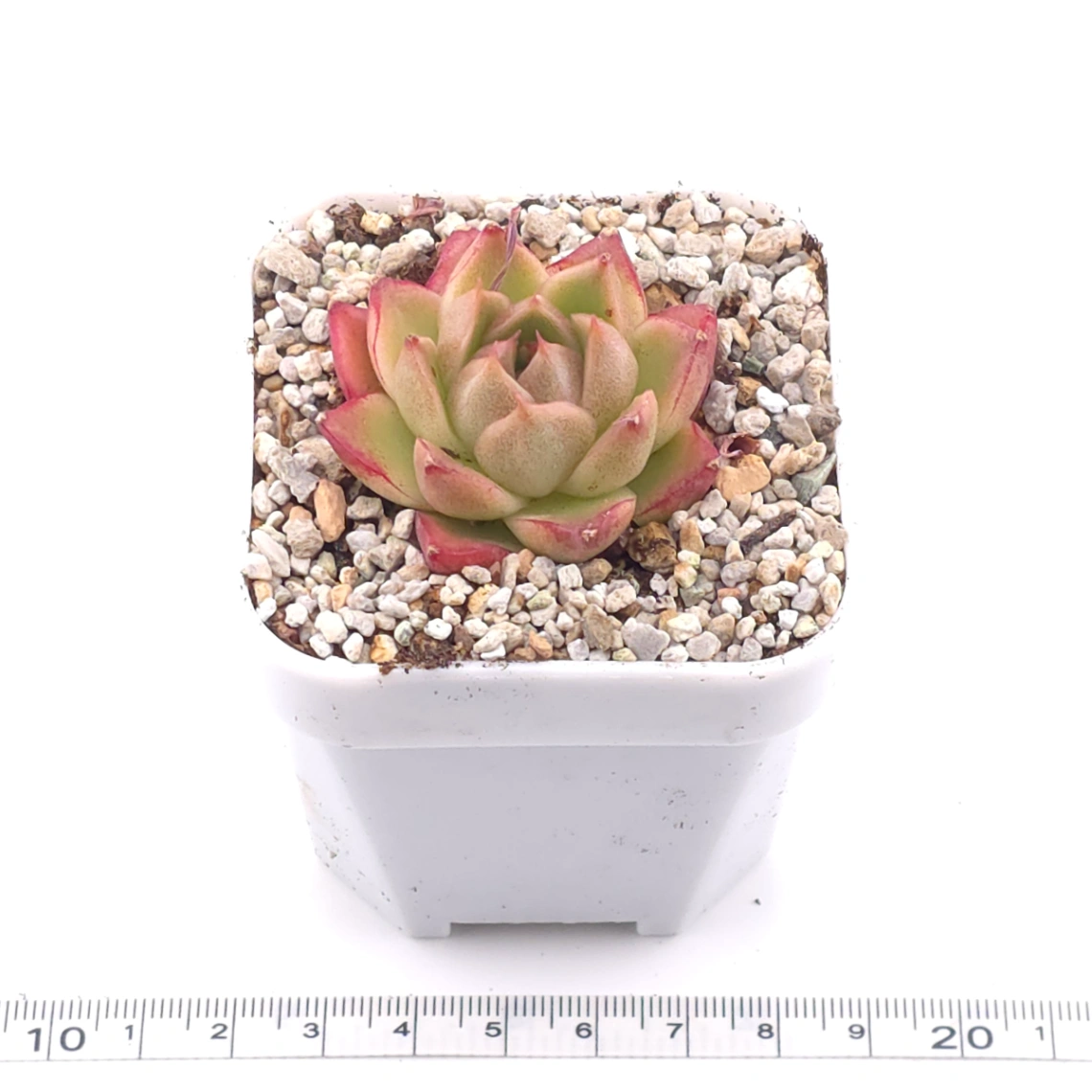 Echeveria ‘ Diamond Jenny’ | 鑽石珍妮 thumbnail 3