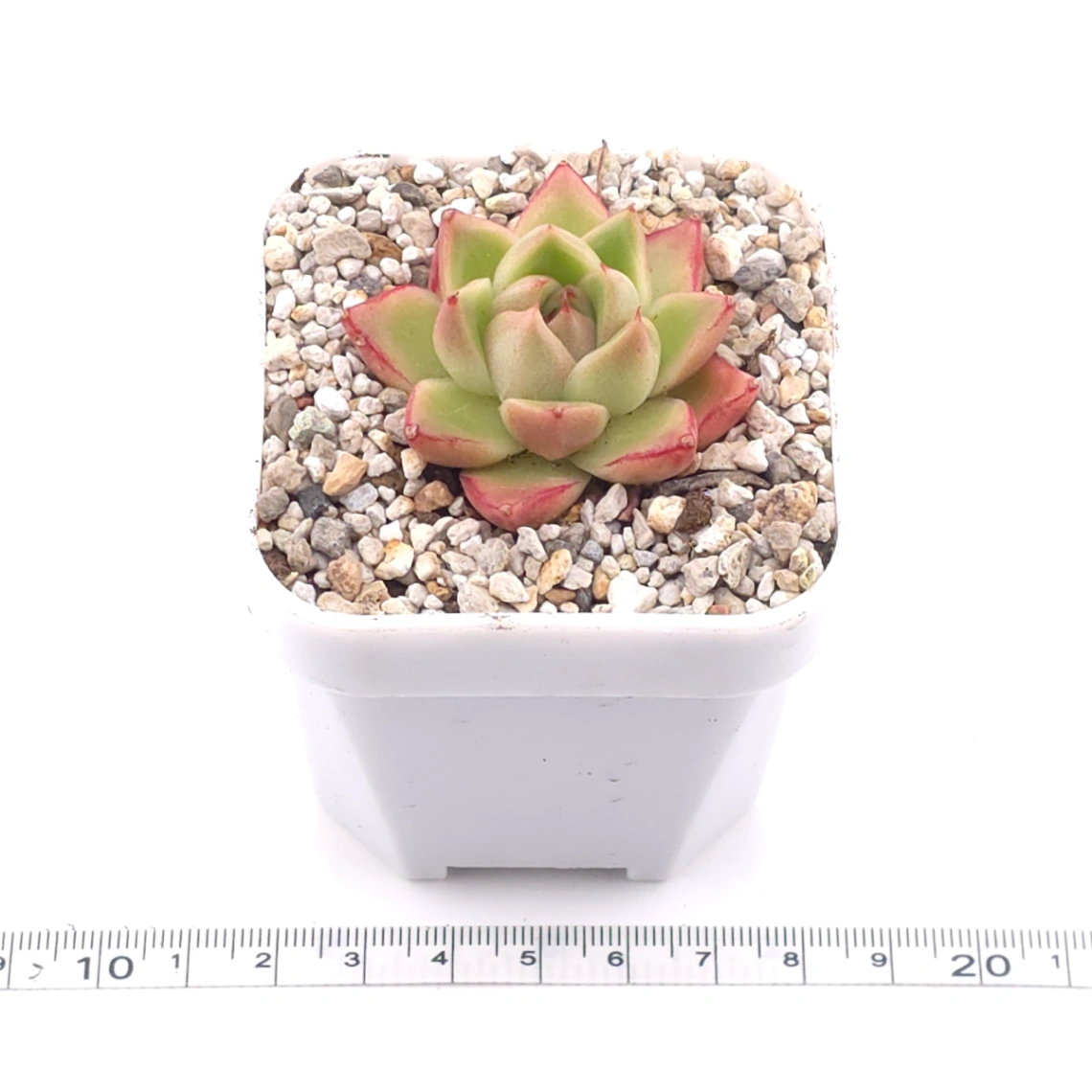 Echeveria ‘ Diamond Jenny’ | 鑽石珍妮 thumbnail 3