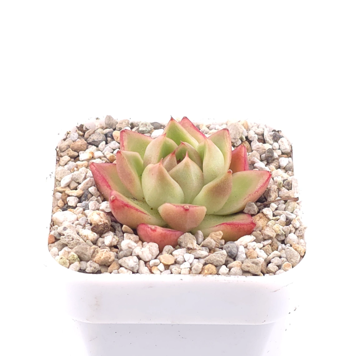 Echeveria ‘ Diamond Jenny’ | 鑽石珍妮 thumbnail 2