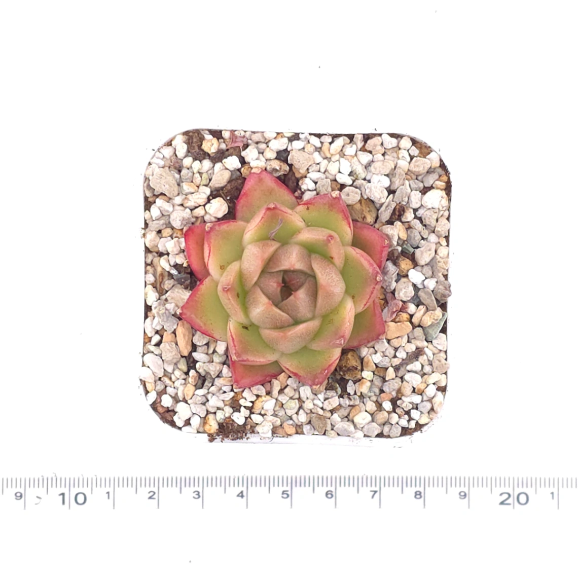 Echeveria ‘ Diamond Jenny’ | 鑽石珍妮 thumbnail 4