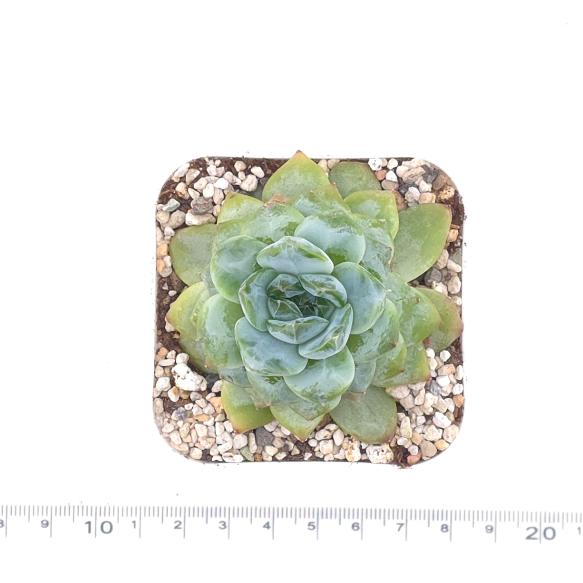 Echeveria ‘Ice Soul’ | 冰魄 thumbnail 4