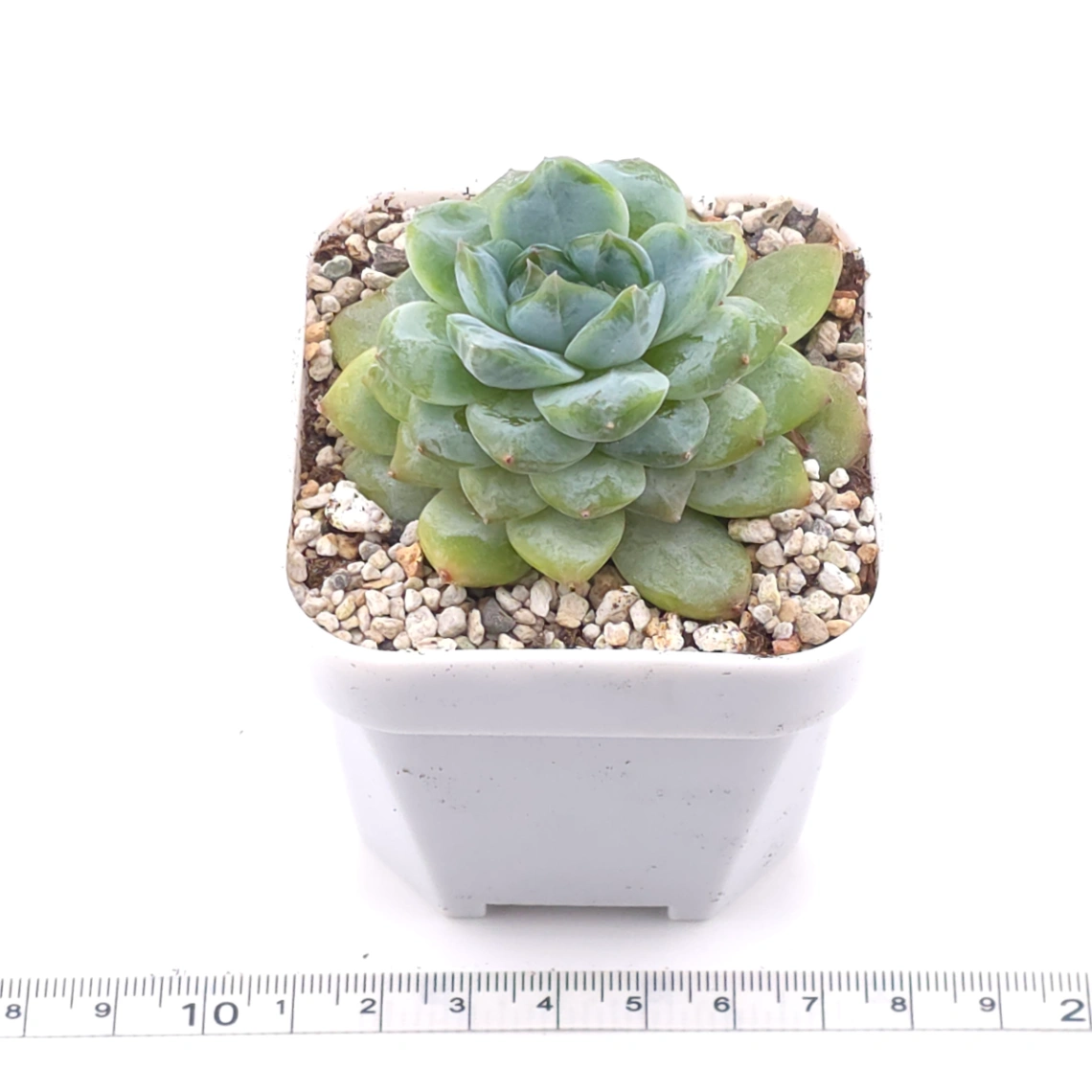 Echeveria ‘Ice Soul’ | 冰魄 thumbnail 3
