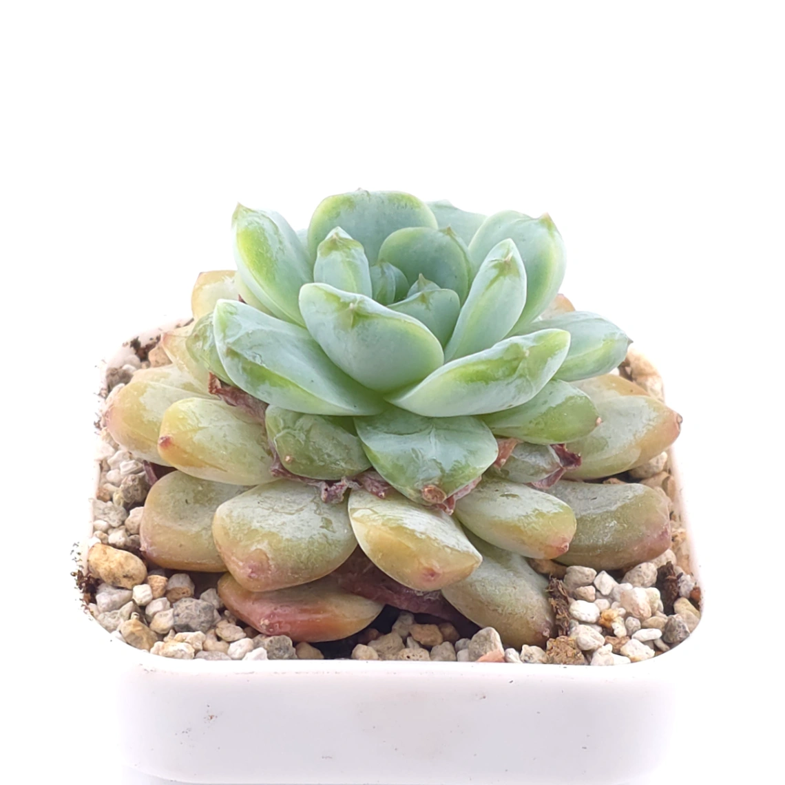 Echeveria ‘Ice Soul’ | 冰魄 thumbnail 2