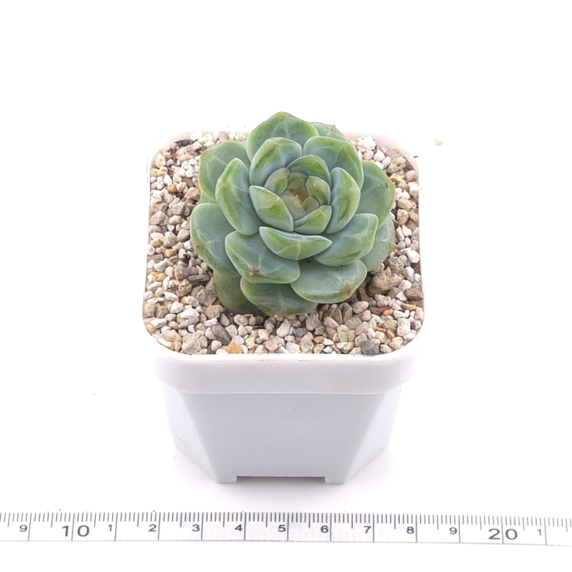 Echeveria ‘Ice Soul’ | 冰魄 thumbnail 3