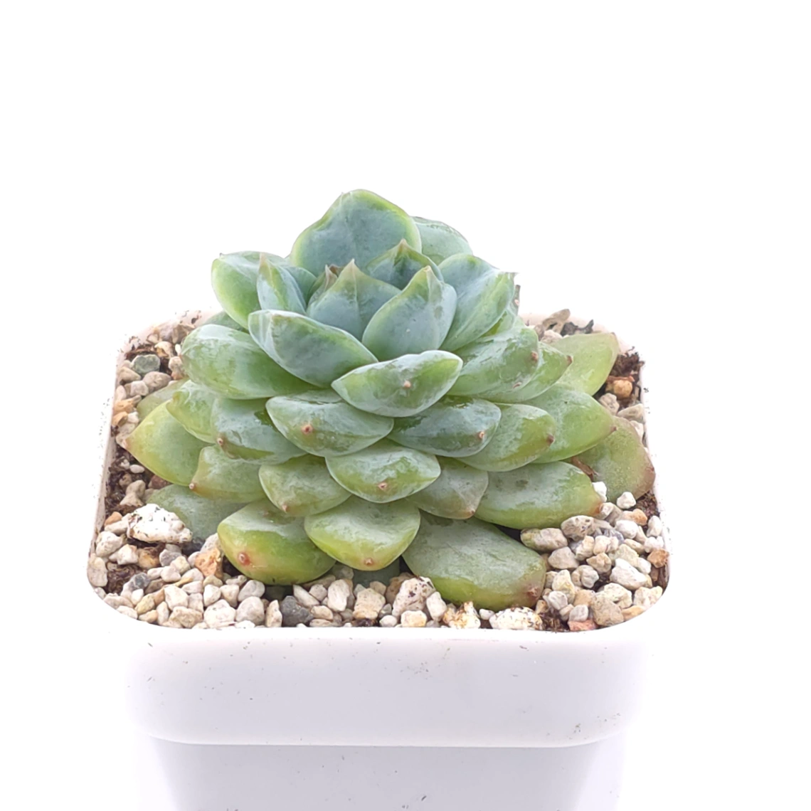 Echeveria ‘Ice Soul’ | 冰魄 thumbnail 2