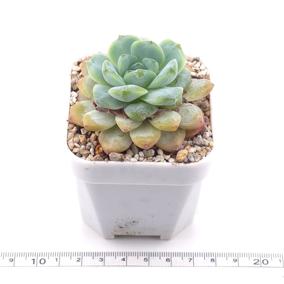 Echeveria ‘Ice Soul’ | 冰魄 thumbnail 3