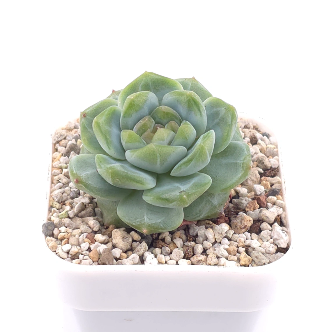 Echeveria ‘Ice Soul’ | 冰魄 thumbnail 2