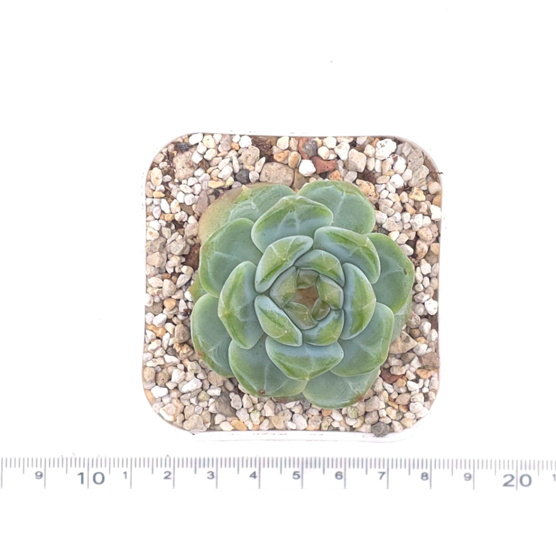 Echeveria ‘Ice Soul’ | 冰魄 thumbnail 4