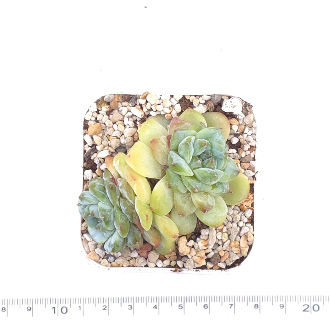 Echeveria ‘Ice Soul’ | 冰魄 thumbnail 4