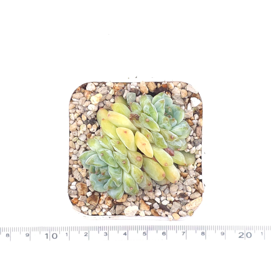 Echeveria ‘Ice Soul’ | 冰魄 thumbnail 4