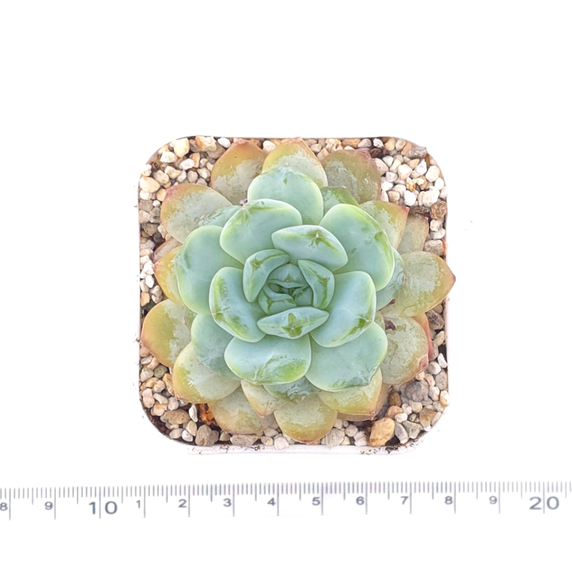 Echeveria ‘Ice Soul’ | 冰魄 thumbnail 4