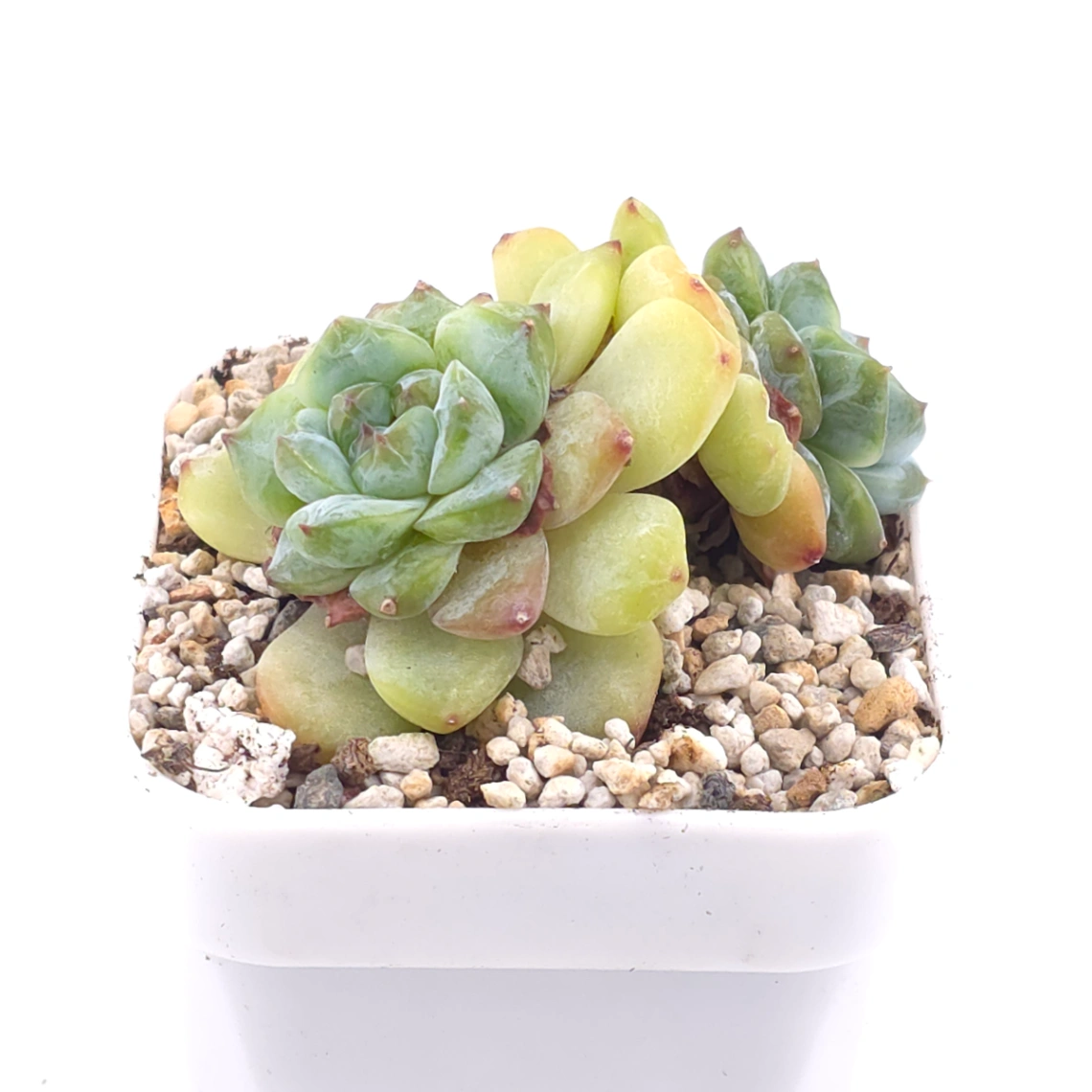 Echeveria ‘Ice Soul’ | 冰魄 thumbnail 2