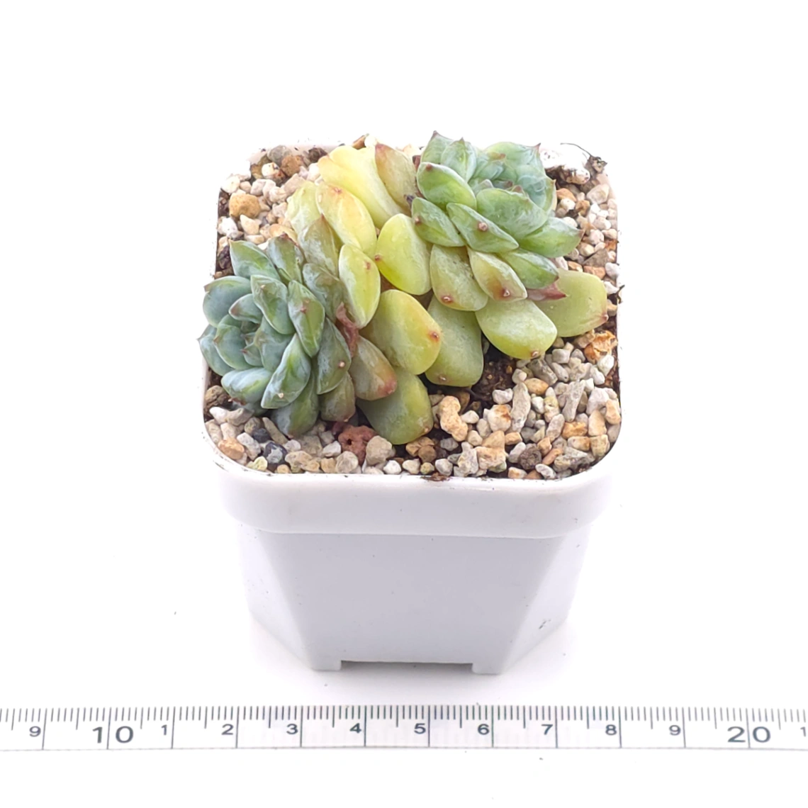 Echeveria ‘Ice Soul’ | 冰魄 thumbnail 3