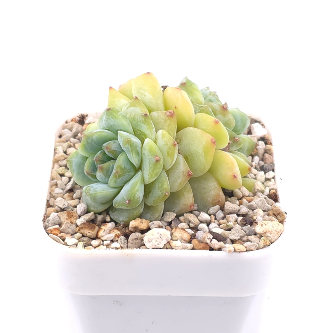 Echeveria ‘Ice Soul’ | 冰魄 thumbnail 2
