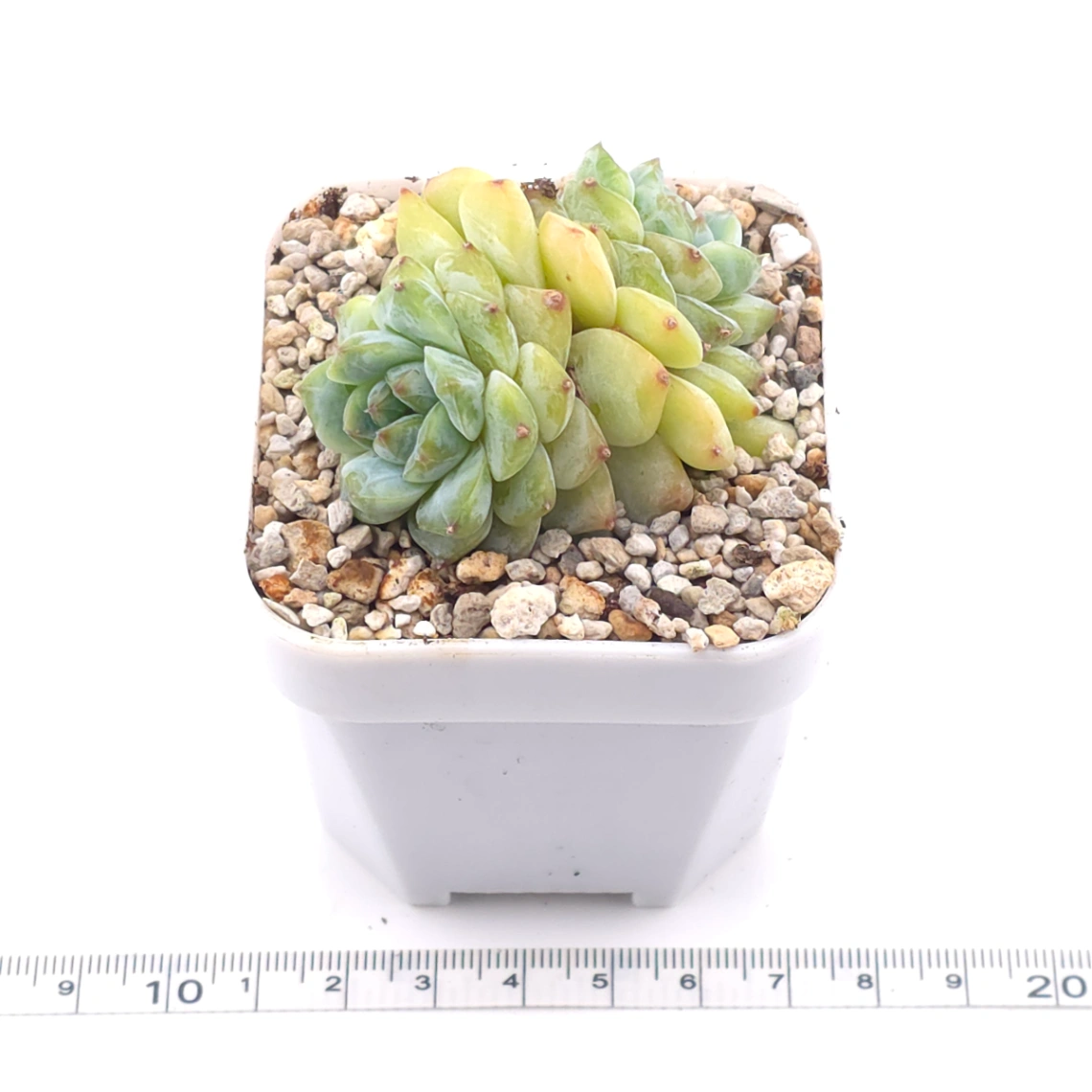Echeveria ‘Ice Soul’ | 冰魄 thumbnail 3