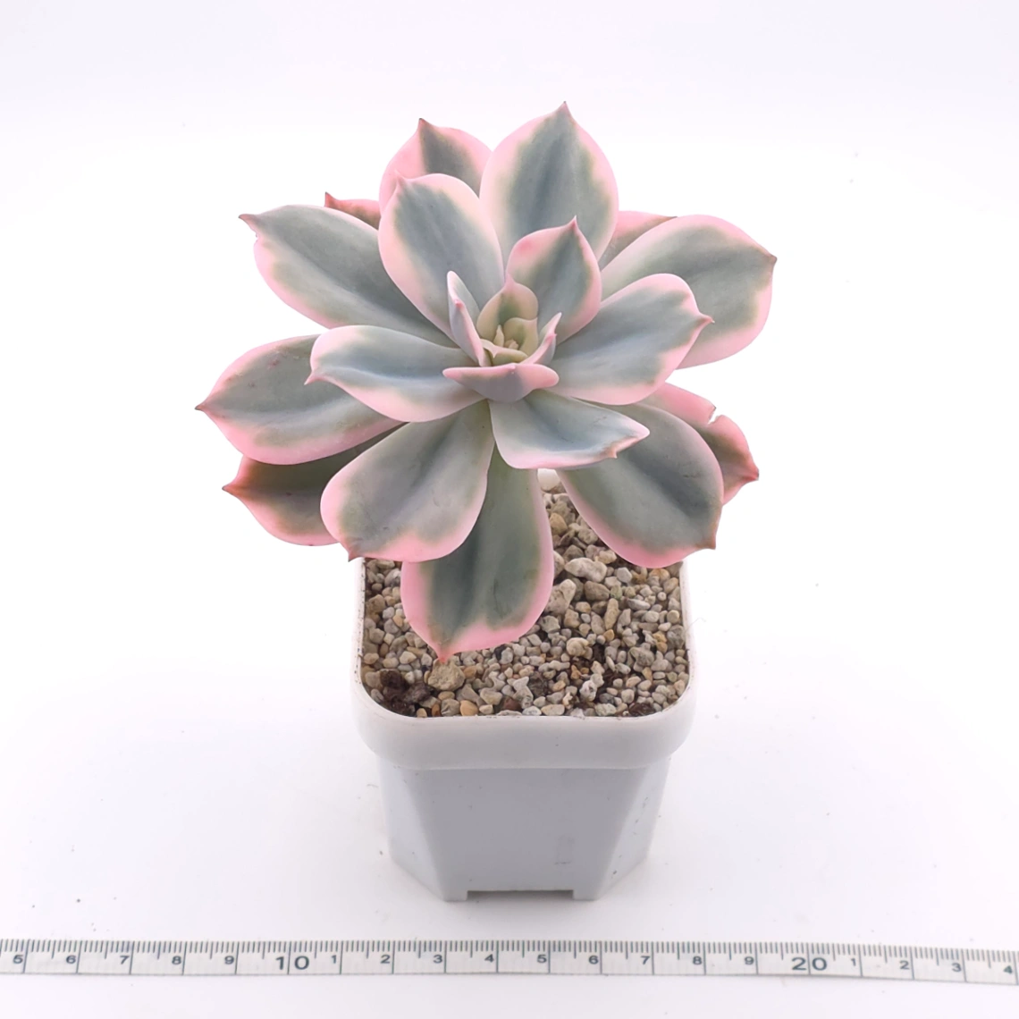 Echeveria ‘Imbricata’ variegated | 七福神錦 thumbnail 3