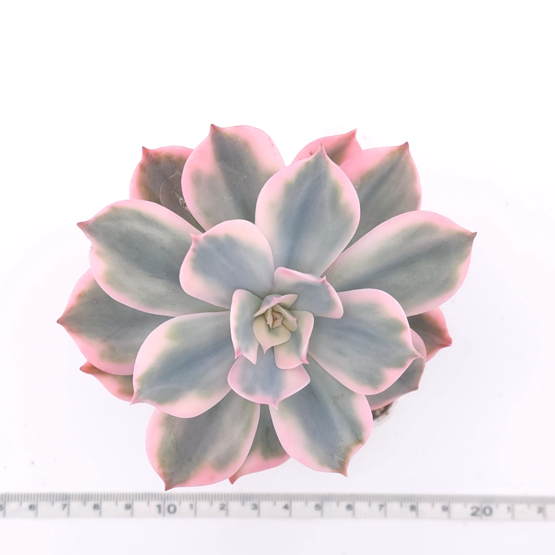Echeveria ‘Imbricata’ variegated | 七福神錦 thumbnail 4