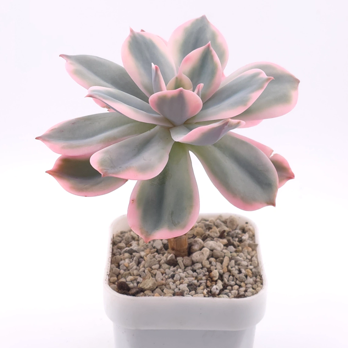 Echeveria ‘Imbricata’ variegated | 七福神錦 thumbnail 2
