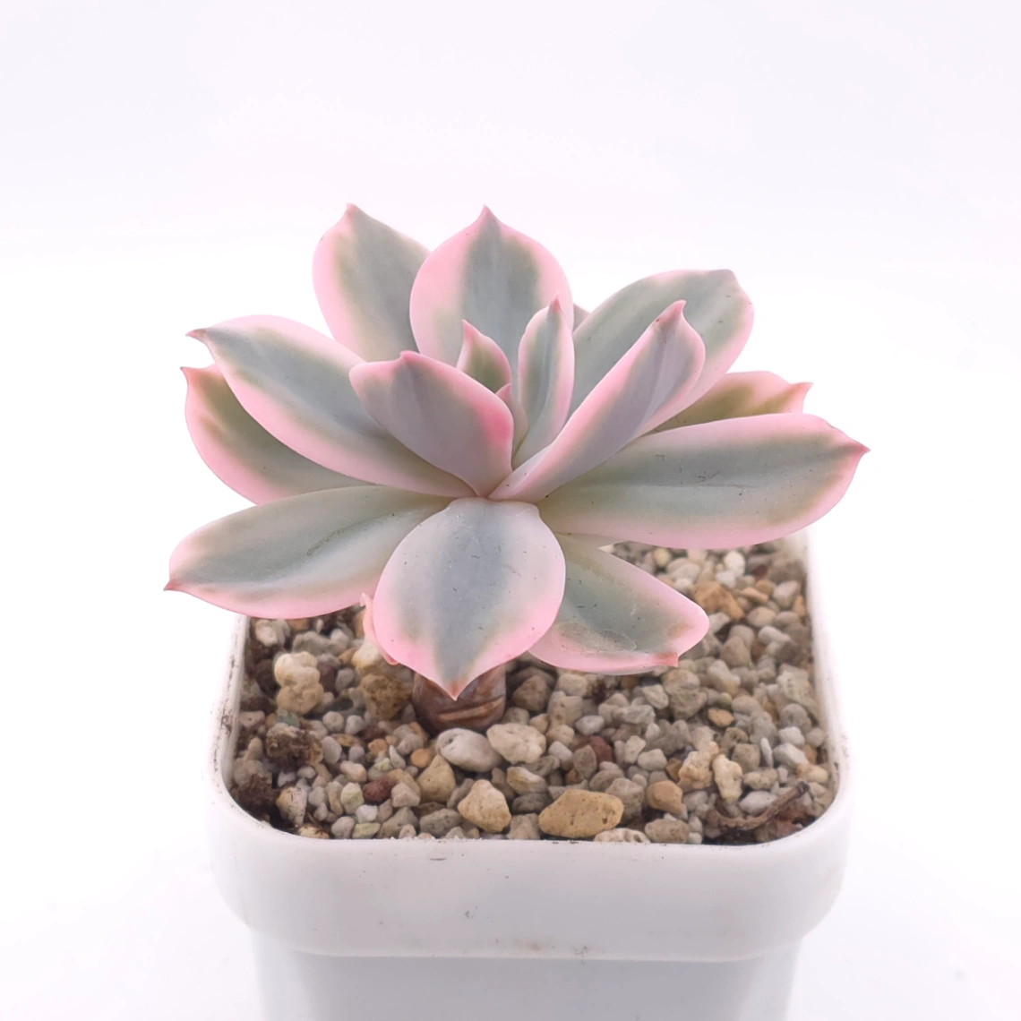 Echeveria ‘Imbricata’ variegated | 七福神錦 thumbnail 2