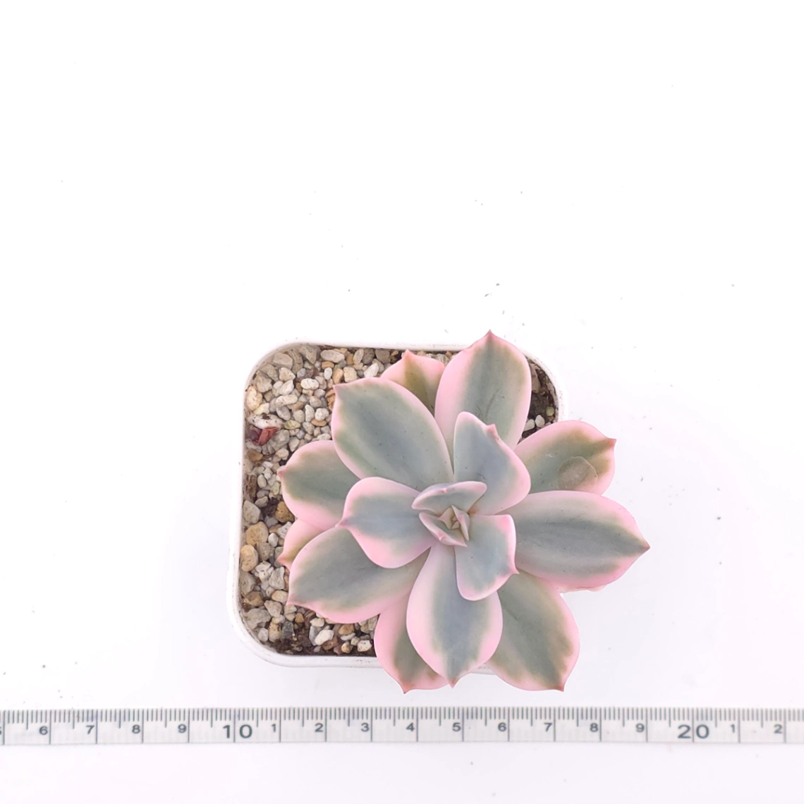 Echeveria ‘Imbricata’ variegated | 七福神錦 thumbnail 4