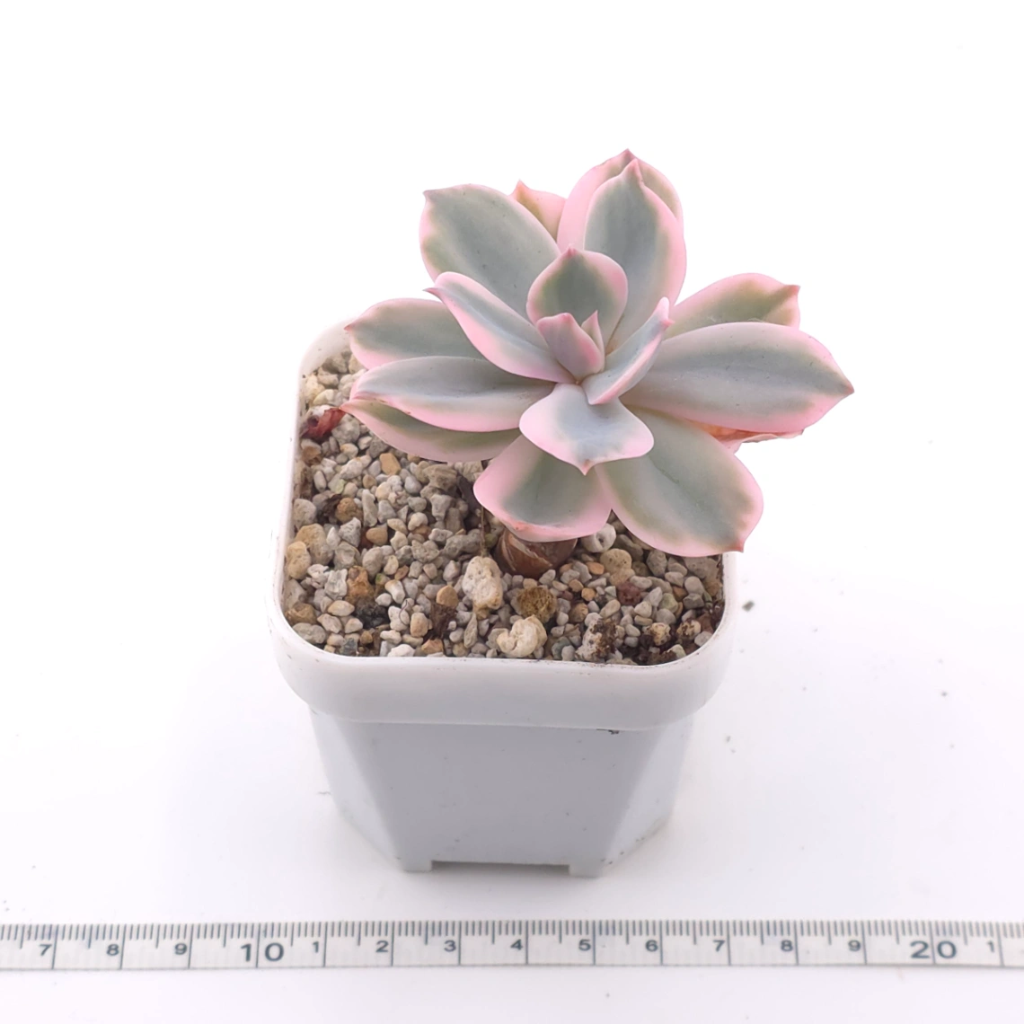 Echeveria ‘Imbricata’ variegated | 七福神錦 thumbnail 3