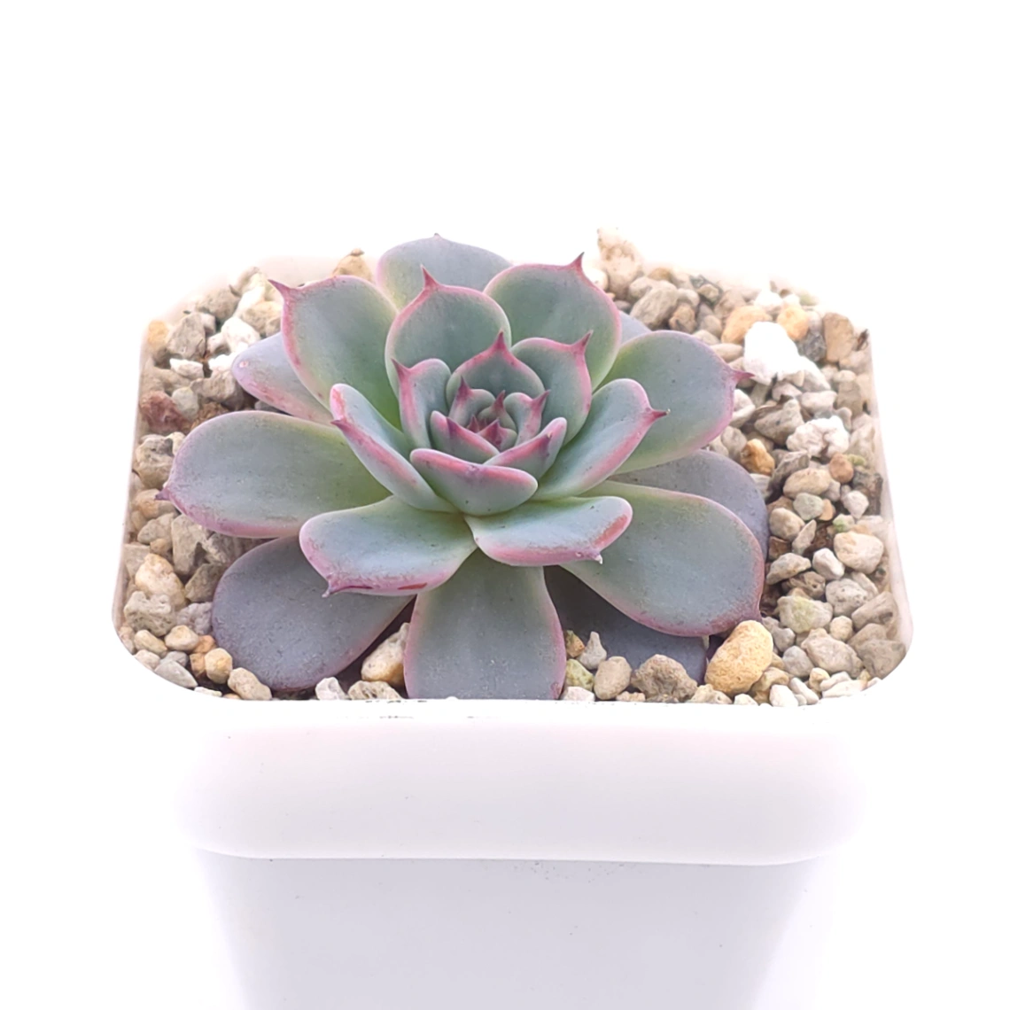 Echeveria ‘Laulensis’ | 勞倫斯 thumbnail 2