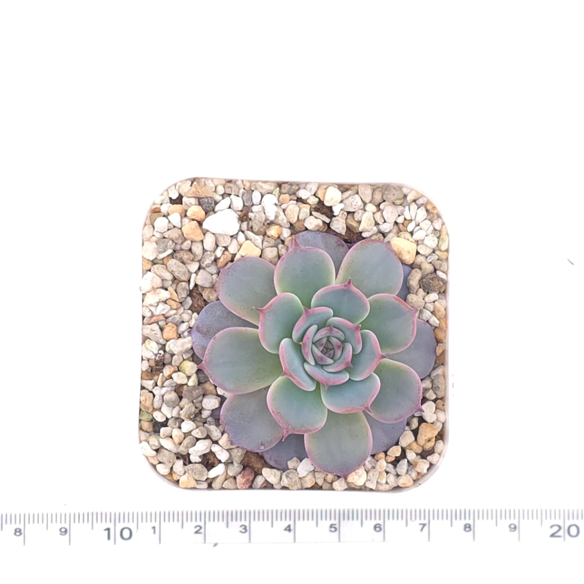 Echeveria ‘Laulensis’ | 勞倫斯 thumbnail 4