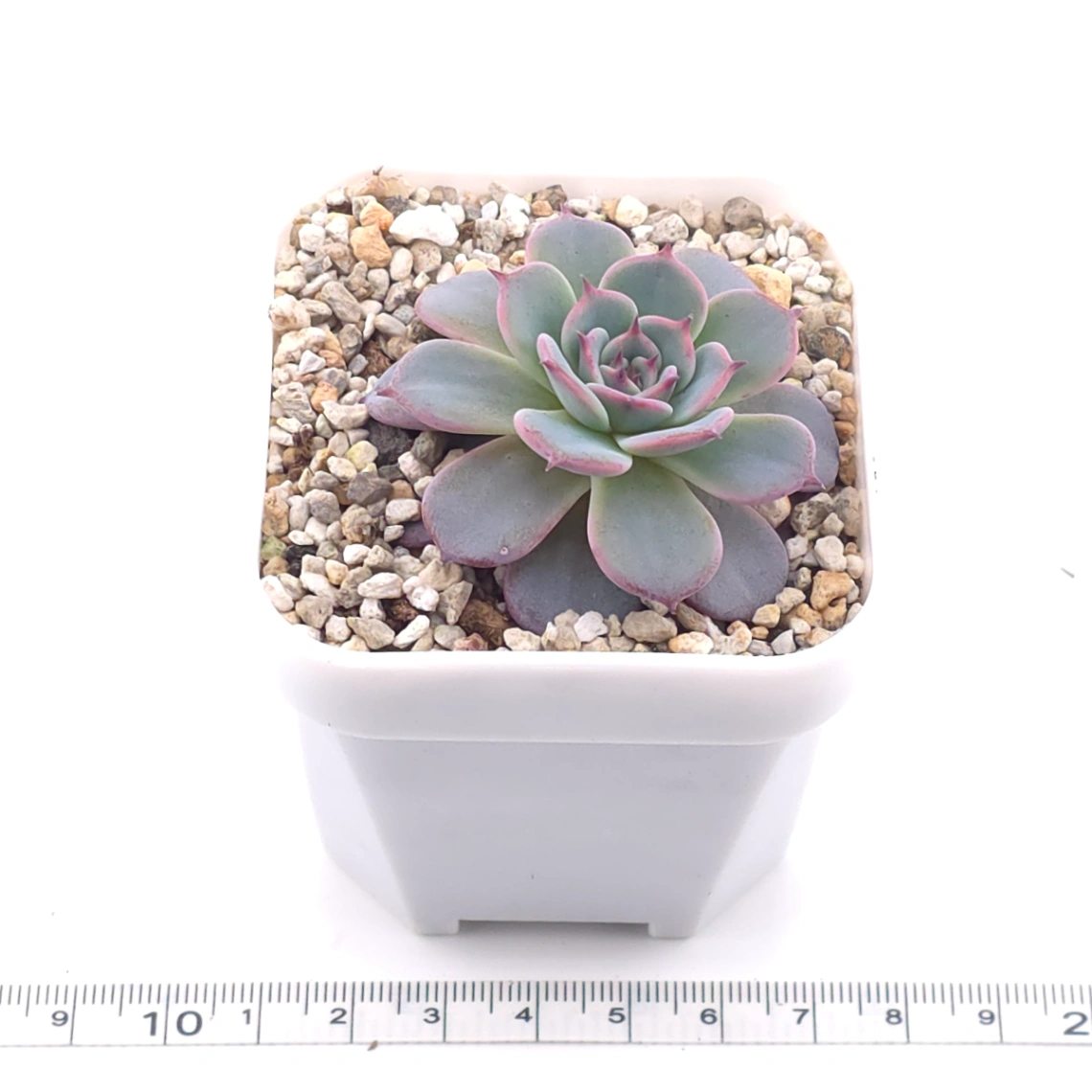 Echeveria ‘Laulensis’ | 勞倫斯 thumbnail 3